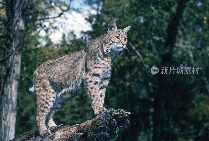 山猫(Lynx rufus)，也被称为红山猫，是一种中型猫，原产于北美。它的分布范围从加拿大南部到美国大部分地区，再到墨西哥的瓦哈卡州。蒙大拿东冰川。